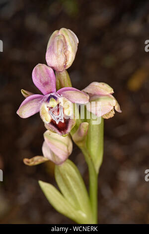 Tenthrèdes Orchid (Ophrys tenthredinifera) fleur fleur ouverte unique avec, Rhodes, Grèce, Avril Banque D'Images