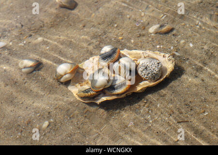 Les coques sous l'eau courante sur des fonds marins - espèces de palourdes de mer comestibles Banque D'Images