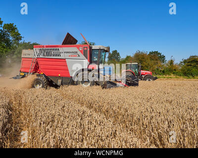 Massey Ferguson 7278 Cerea une moissonneuse-batteuse, travaillant dans un champ de blé d'hiver au cours de la période de récolte d'été Banque D'Images