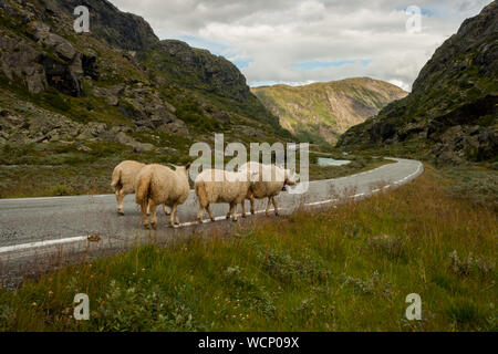 Moutons dans le parc national de Jotunheimen, Norvège, Scandinavie Banque D'Images