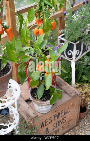 Capsicum annuum. Chili Peppers sur une plante dans un seau d'incendie à l'intérieur d'une serre à un flower show. UK Banque D'Images