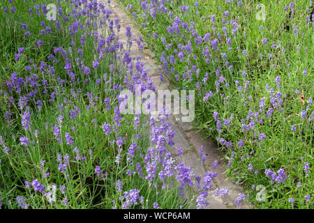 Lavandula. Lavande le long d'un chemin dans un jardin anglais. ROYAUME-UNI Banque D'Images