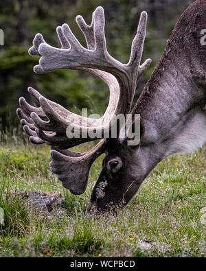 Sur le grand caribou broutant l'herbe verte Banque D'Images