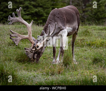 Sur le grand caribou broutant l'herbe verte Banque D'Images