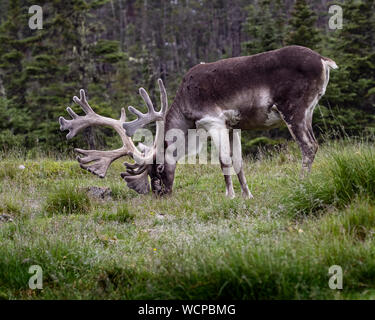 Sur le grand caribou broutant l'herbe verte Banque D'Images