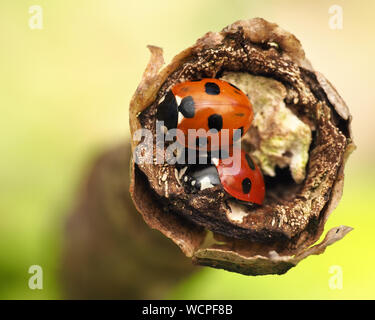 Paire de 7-spot coccinelles se reposant dans fin de branche. Tipperary, Irlande Banque D'Images