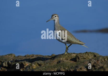 Close-up of Common Sandpiper Banque D'Images