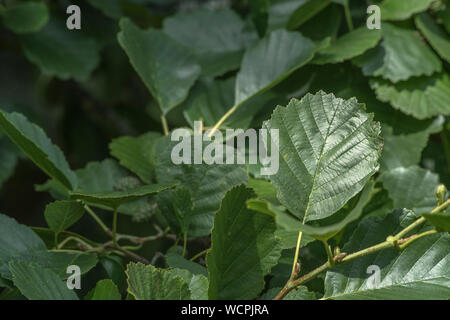 Vert foncé brillant feuilles mi-saison de l'Aulne glutineux / Alnus glutinosa. Une fois utilisé comme une plante médicinale de la phytothérapie. Banque D'Images