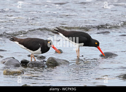 Magellanic Oystercatcher (Haematopus leucopodus) paire se nourrissant de rocky shore Détroit de Magellan, le Chili Janvier Banque D'Images