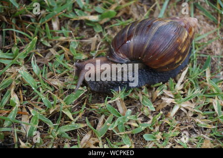 La escargot géante africaine se déplace lentement sur l'herbe à Kauai Banque D'Images