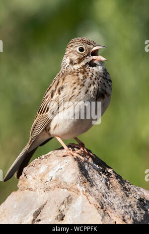 Amérique du Nord ; United States ; Alaska ; été ; faune ; oiseaux ; Savannah Sparrow Passerculus sandwichensis ; Banque D'Images