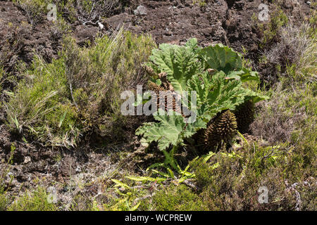 Grosses feuilles de Gunnera tinctoria, poussent à l'état sauvage dans la nature parmi les autres plantes. Sao Miguel, Açores, Portugal. Banque D'Images