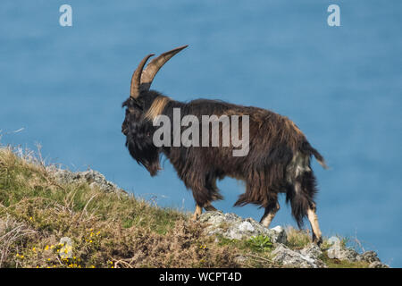 Chèvre férale Lundy Island Banque D'Images