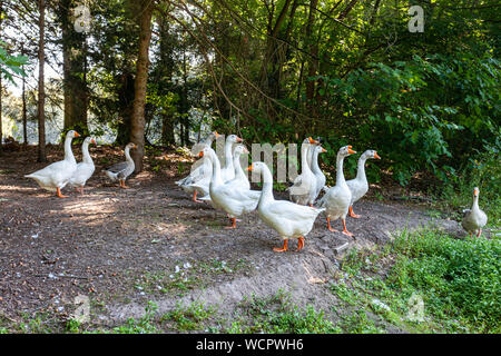 Troupeau d'oies blanches marcher le long d'un chemin de terre entouré d'arbres, magnifique journée d'été dans les Pays-Bas Hollande Banque D'Images