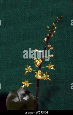 Jaune dainty et orchidées rouges sur fond sombre - Phaleonopsis chibae Banque D'Images