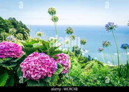 Image de belles fleurs hortensias rose dans la nature de Madère, Portugal Banque D'Images
