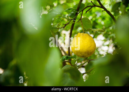 Limone, Lac de Garde, Italie, Europe, août 2019, la Limonaia del Castel Banque D'Images