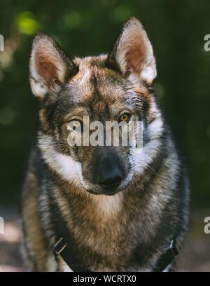 Gros plan vertical d'un wolfdog Yamnuska brun Banque D'Images