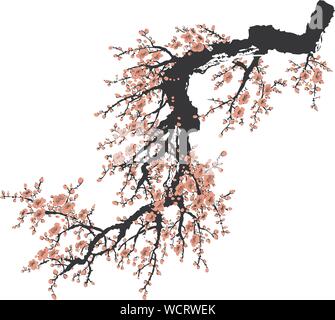 Sakura Japonais Et Lépanouissement Des Fleurs Modèle