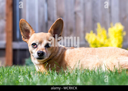 Heureux Chiweenie chien assis dans l'herbe sur Sunny Day Banque D'Images