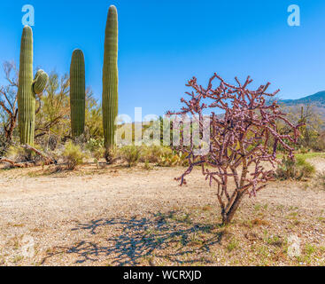 Staghorn cholla cactus (Cylindropuntia versicolor) juste avant le printemps fleurit dans Saguaro National Park. De l'Arizona. USA Banque D'Images