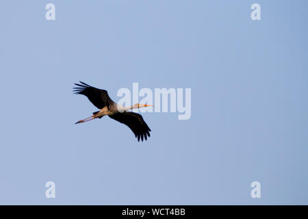 Les oiseaux de cigognes peints Kelambakkam Chennai Banque D'Images