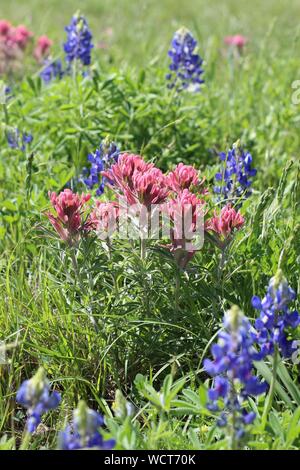 Indian Paintbrush bluebonnet et fleurs sauvages le long du côté d'une route dans la région de Texas Hill Country. Banque D'Images