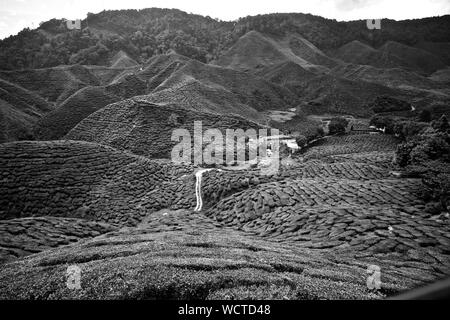 Plantation de thé Bharat, Cameron Highlands, Malaisie : Banque D'Images
