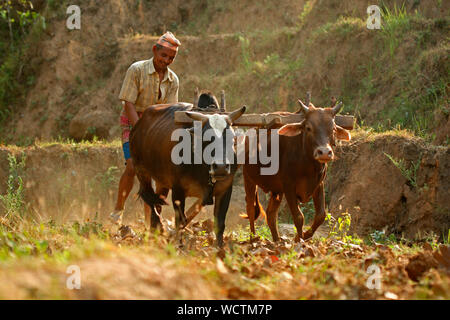 Un agriculteur laboure sa terre, à un village, à Dhading, au Népal. 2010.. Banque D'Images