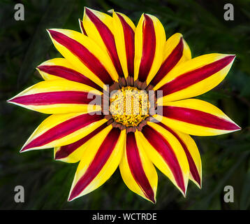 Un gros plan abstrait jaune et rouge peint Daisy Flower, New Jersey, NJ, USA, fleurs insolites coloré jardin fleur fond noir fleur tête Banque D'Images