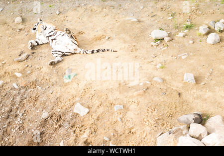 Vue de la Tiger à partir de ci-dessus. Le tigre se trouve sur le dos sur une surface de sable et baigne dans le soleil. Banque D'Images