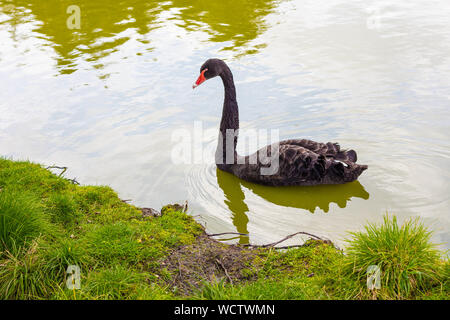 Un seul cygne noir nage près de la rive. L'eau du lac est claire et le ciel se reflète en elle. L'herbe verte pousse sur la rive. Banque D'Images