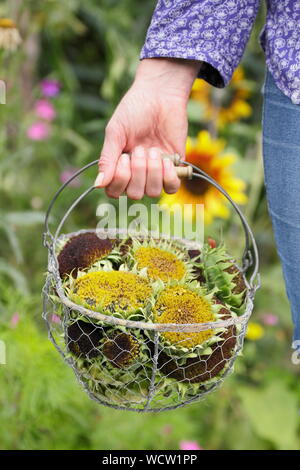 L'Helianthus annuus. Le tournesol seedheads porté par les femmes dans un panier jardinier pour le séchage. Jardin intérieurs au Royaume-Uni Banque D'Images