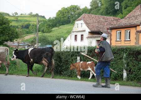 Promenades avec des vaches d'un agriculteur le long de la rue principale dans le village Richis, Transylvanie, Roumanie Banque D'Images