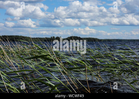 Vent qui souffle dans les roseaux d'un lac bleu Banque D'Images
