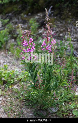 Chamaenerion angustifolium, également connu sous le nom d'épilobes en Amérique du Nord, grande willowherb dans certaines parties du Canada et rosebay willowherb en Grande-Bretagne Banque D'Images