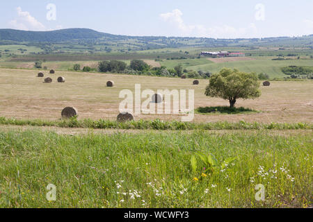 Round bottes de foin dans un champ d'herbe coupée dans un paysage rural près de Targu Mures, Transylvanie, Roumanie Banque D'Images