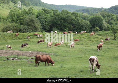De couleur brun et blanc mixte le pâturage du bétail sur les pâturages d'herbe à l'extérieur du village de Bunesti, Transylvanie, Roumanie Banque D'Images