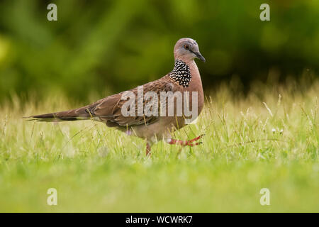 Spotted Dove - Spilopelia chinensis (Streptopelia ) petit pigeon à queue longue, également connu sous le nom de mountain dove, Pearl, tourterelle tourterelle dentelle ou spo Banque D'Images