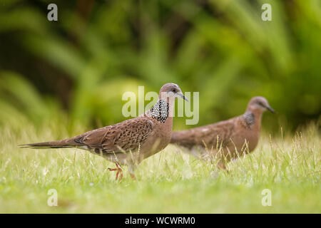 Spotted Dove - Spilopelia chinensis (Streptopelia ) petit pigeon à queue longue, également connu sous le nom de mountain dove, Pearl, tourterelle tourterelle dentelle ou spo Banque D'Images