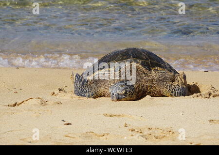 Tortue de mer verte hawaïenne reposant sur Poipu Beach à Kauai Banque D'Images