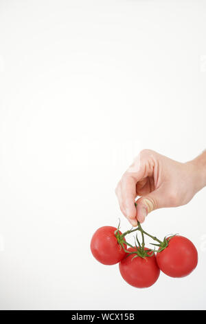 Les tomates fraîches à la main. De belles tomates rouges sur une branche dans la main sur fond blanc Banque D'Images