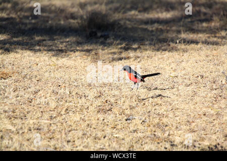 Crimson Breasted Shrike (Laniarius atrococcineus) Banque D'Images