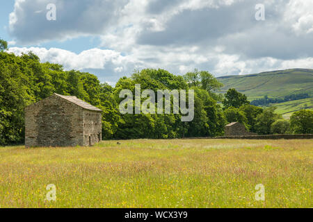 Domaine grange près de Muker dans l'Muker Meadows dans Swaledale. La grange en pierre est entouré de renoncules dans un pré de foin. Banque D'Images