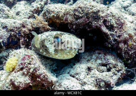 Blowfish ou poisson-globe dans les récifs coralliens, Bornéo Banque D'Images