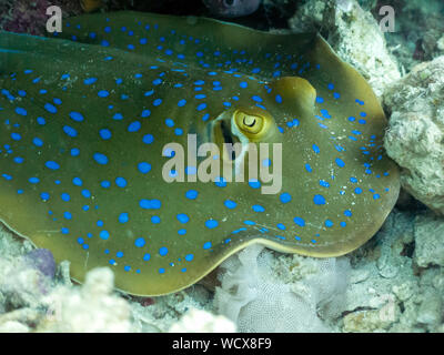 Blue Spotted Stingray - Point bleu Queue Ruban Ray - Borneo, Malaisie Banque D'Images