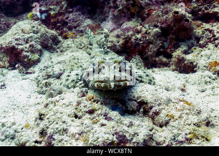 « Poissons crocodiles » - Camouflage de Beaufort - Flathead du Bornéo, Malaisie Banque D'Images