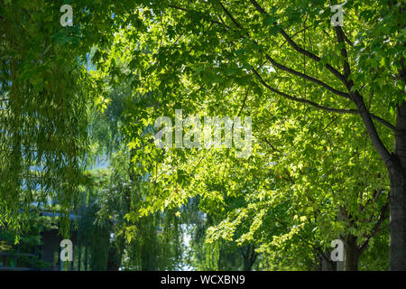 Au cours de l'été, Toronto, transforme en une multitude de parcs verdoyants. La ville a beaucoup de verdure et de détente. Banque D'Images