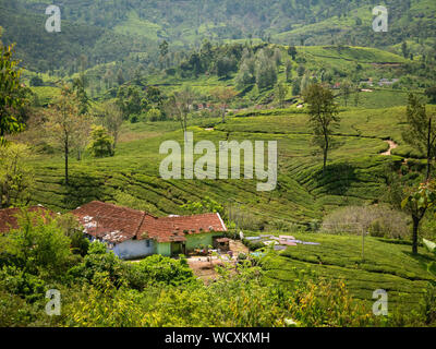 Une maison sur la colline d'une plantation de thé près de Munnar, District Idukki, Kerala, Inde, Asie Banque D'Images