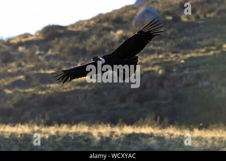 Un adulte Condor des Andes (Vultur gryphus) survolant les prairies de la Parc National Torres del Paine, en Patagonie chilienne. Banque D'Images
